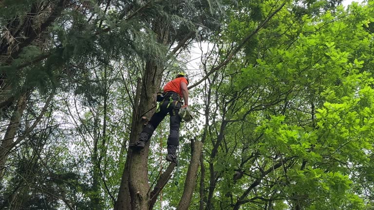 Best Tree Maintenance Programs  in Lennox, CA